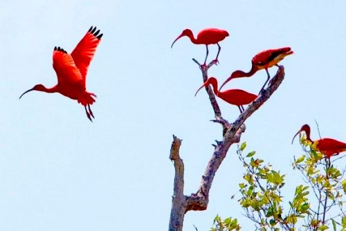 Bigi Pan (Nickerie) Wetland Tour