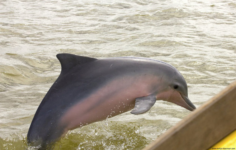 Commewijne Dolphin & Plantation Boat Tour