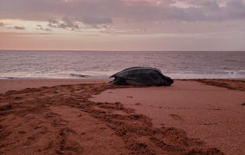 Sea Turtle Tour - Braamspunt